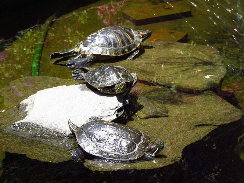 Sherman-Library-and-Gardens-Corona-Del-Mar-Orange-County-CA-063