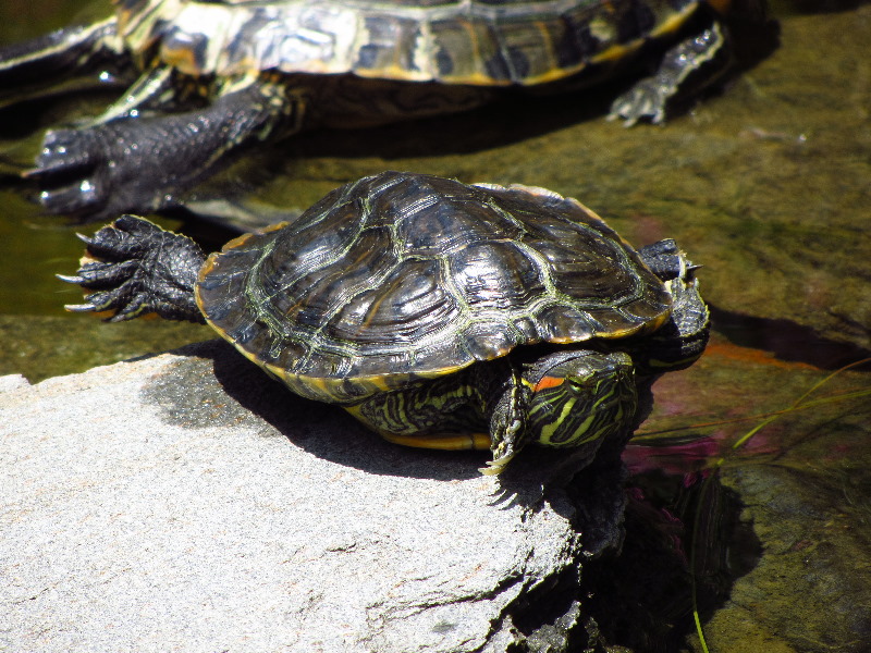 Sherman-Library-and-Gardens-Corona-Del-Mar-Orange-County-CA-064