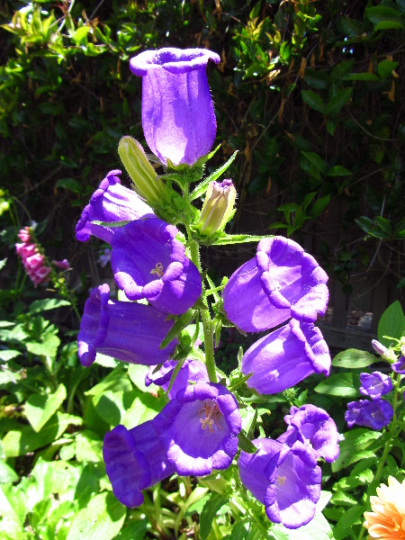 Sherman-Library-and-Gardens-Corona-Del-Mar-Orange-County-CA-065