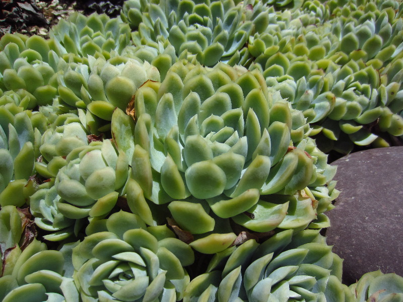 Sherman-Library-and-Gardens-Corona-Del-Mar-Orange-County-CA-067