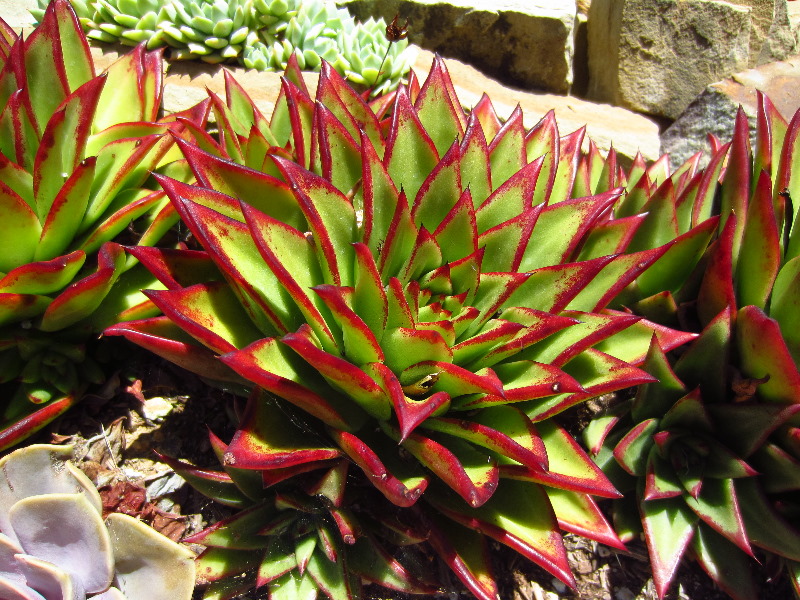 Sherman-Library-and-Gardens-Corona-Del-Mar-Orange-County-CA-068