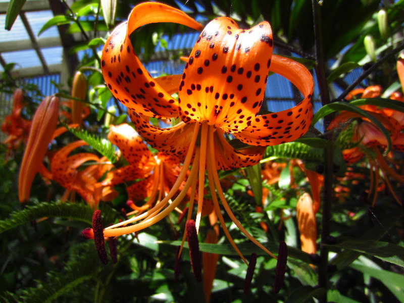 Sherman-Library-and-Gardens-Corona-Del-Mar-Orange-County-CA-069