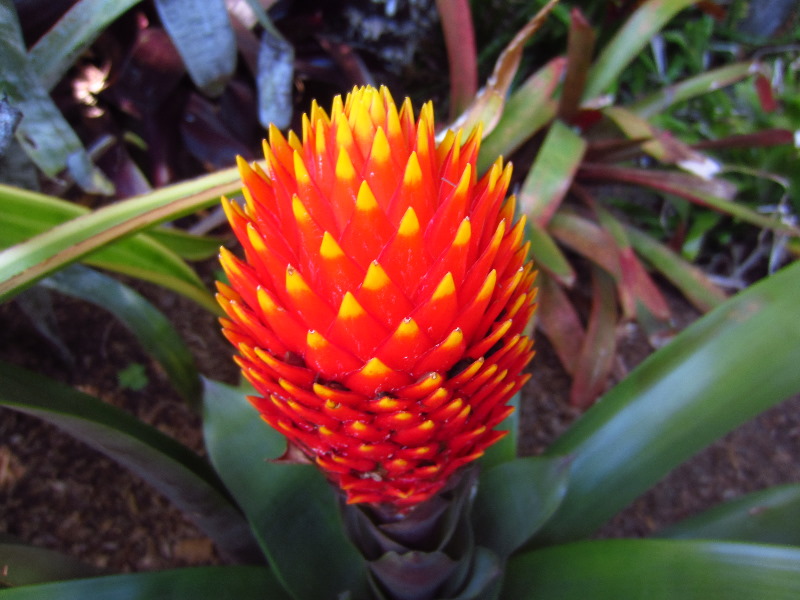 Sherman-Library-and-Gardens-Corona-Del-Mar-Orange-County-CA-071