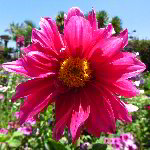 Sherman Library & Gardens - Corona Del Mar, CA