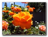 Sherman-Library-and-Gardens-Corona-Del-Mar-Orange-County-CA-051