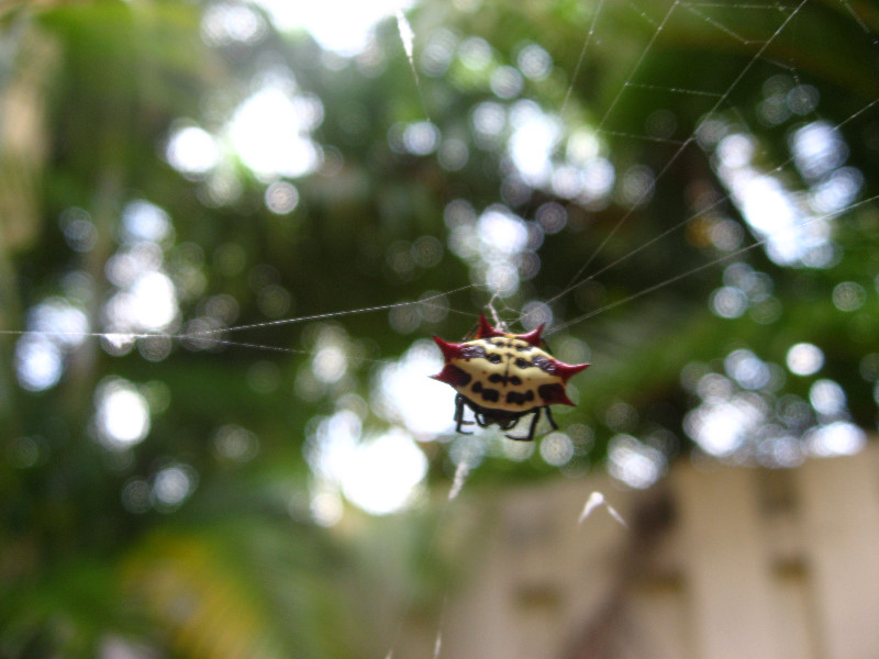 Spiny-Backed-Orb-Weaver-Spider-Boca-Raton-FL-001