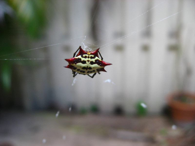 Spiny-Backed-Orb-Weaver-Spider-Boca-Raton-FL-002