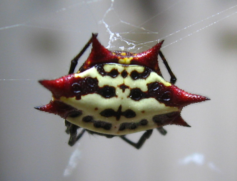 Spiny-Backed-Orb-Weaver-Spider-Boca-Raton-FL-003