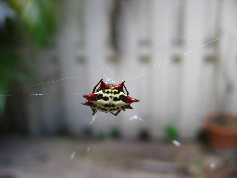 Spiny-Backed-Orb-Weaver-Spider-Boca-Raton-FL-004