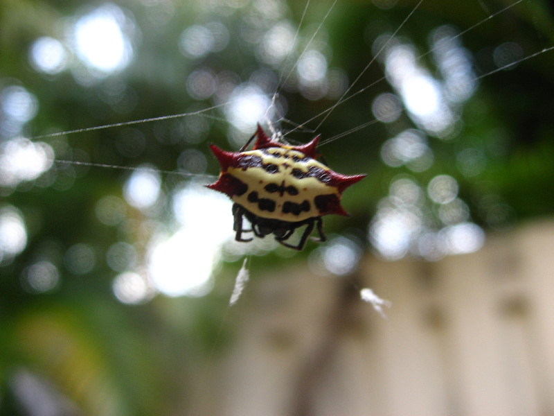 Spiny-Backed-Orb-Weaver-Spider-Boca-Raton-FL-006