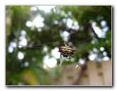 Spiny-Backed-Orb-Weaver-Spider-Boca-Raton-FL-001