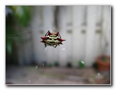 Spiny-Backed-Orb-Weaver-Spider-Boca-Raton-FL-002