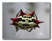 Spiny Backed Orb Weaver Spider Pictures