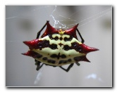 Spiny-Backed-Orb-Weaver-Spider-Boca-Raton-FL-003