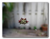 Spiny-Backed-Orb-Weaver-Spider-Boca-Raton-FL-004