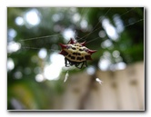 Spiny-Backed-Orb-Weaver-Spider-Boca-Raton-FL-006