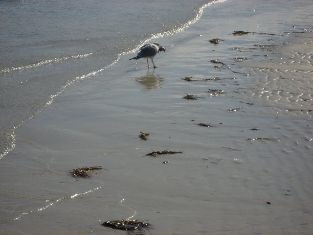 Saint-Andrews-State-Park-Panama-City-Beach-FL-0078