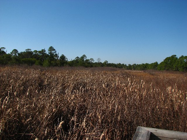 Saint-Andrews-State-Park-Panama-City-Beach-FL-0135