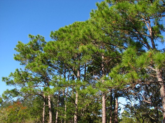 Saint-Andrews-State-Park-Panama-City-Beach-FL-0137