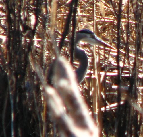 Saint-Andrews-State-Park-Panama-City-Beach-FL-0138