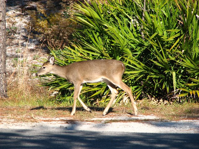 Saint-Andrews-State-Park-Panama-City-Beach-FL-0139