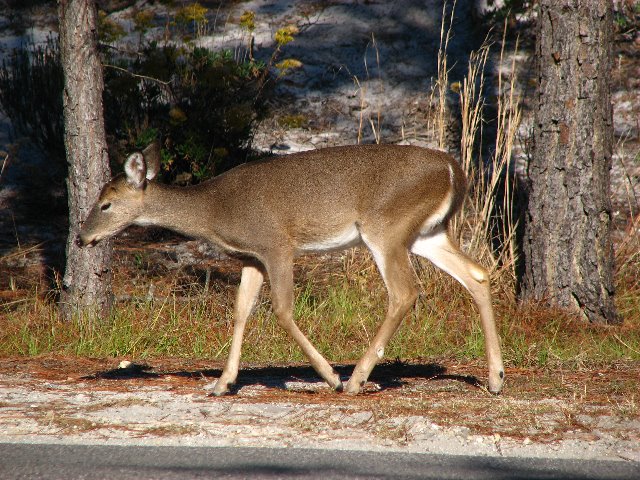 Saint-Andrews-State-Park-Panama-City-Beach-FL-0140