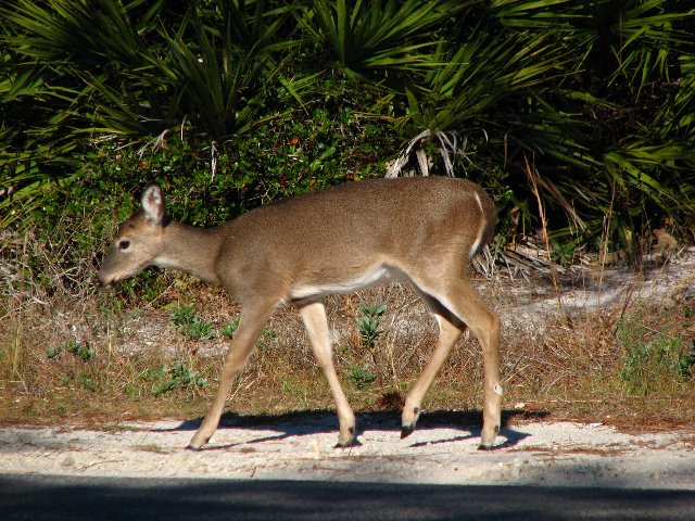 Saint-Andrews-State-Park-Panama-City-Beach-FL-0141