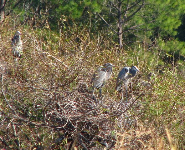 Saint-Andrews-State-Park-Panama-City-Beach-FL-0154