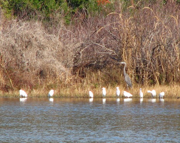 Saint-Andrews-State-Park-Panama-City-Beach-FL-0163