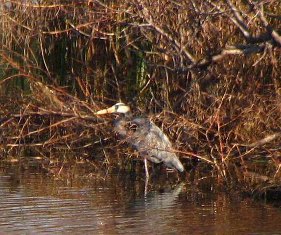 Saint-Andrews-State-Park-Panama-City-Beach-FL-0180