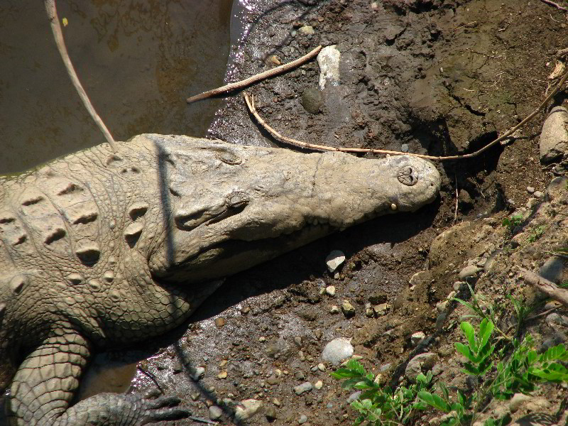 Tarcoles-River-Crocodile-Feeding-Costa-Rica-004