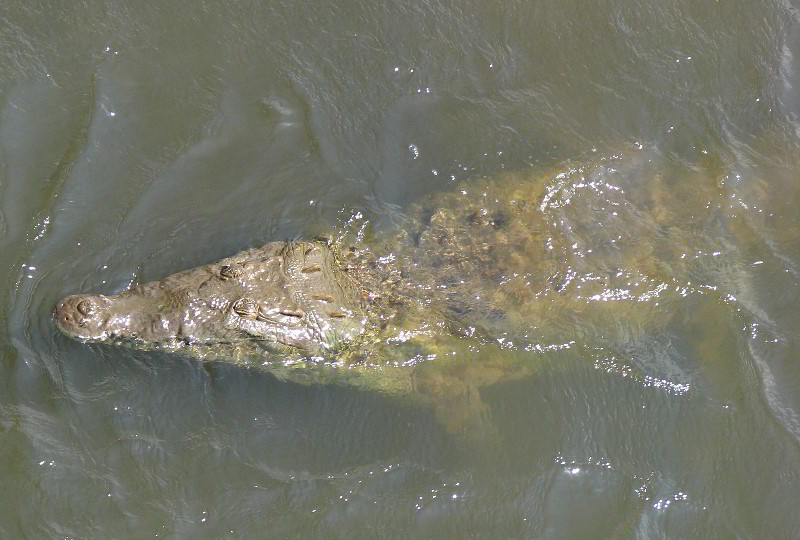 Tarcoles-River-Crocodile-Feeding-Costa-Rica-008