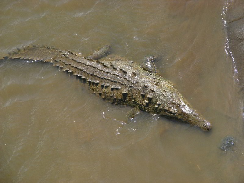 Tarcoles-River-Crocodile-Feeding-Costa-Rica-016