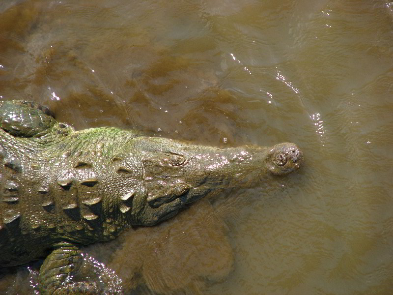 Tarcoles-River-Crocodile-Feeding-Costa-Rica-018