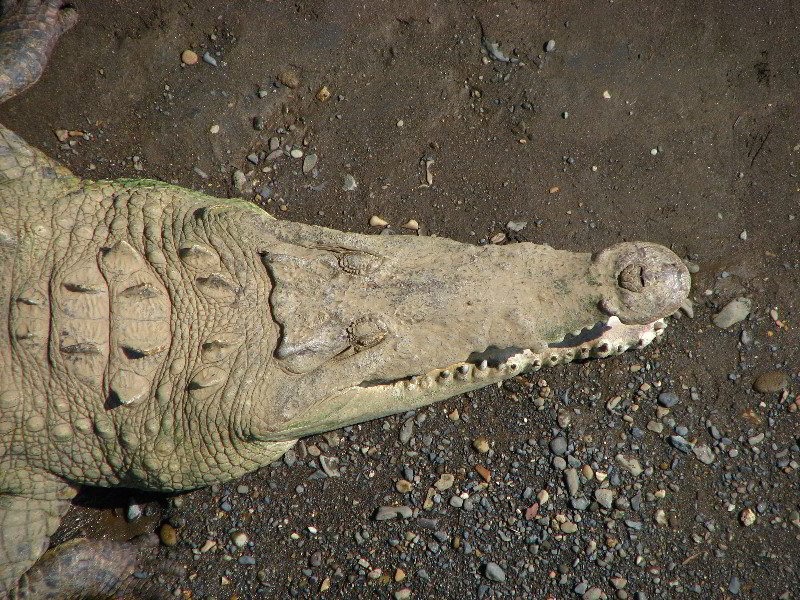 Tarcoles-River-Crocodile-Feeding-Costa-Rica-019