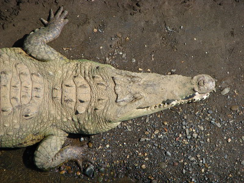 Tarcoles-River-Crocodile-Feeding-Costa-Rica-020