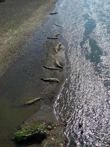 Tarcoles-River-Crocodile-Feeding-Costa-Rica-021
