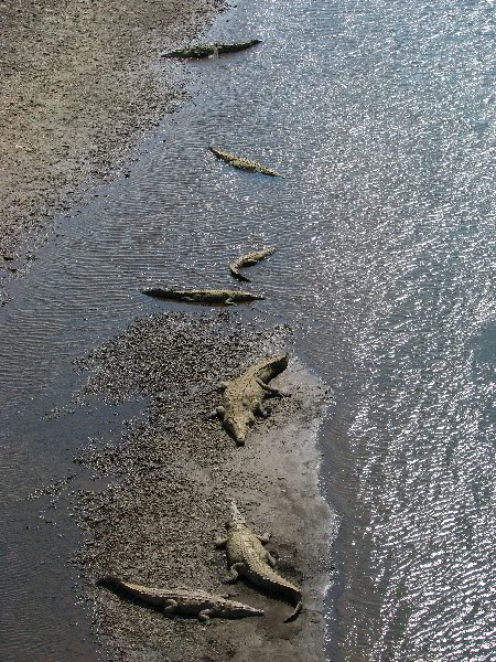 Tarcoles-River-Crocodile-Feeding-Costa-Rica-022