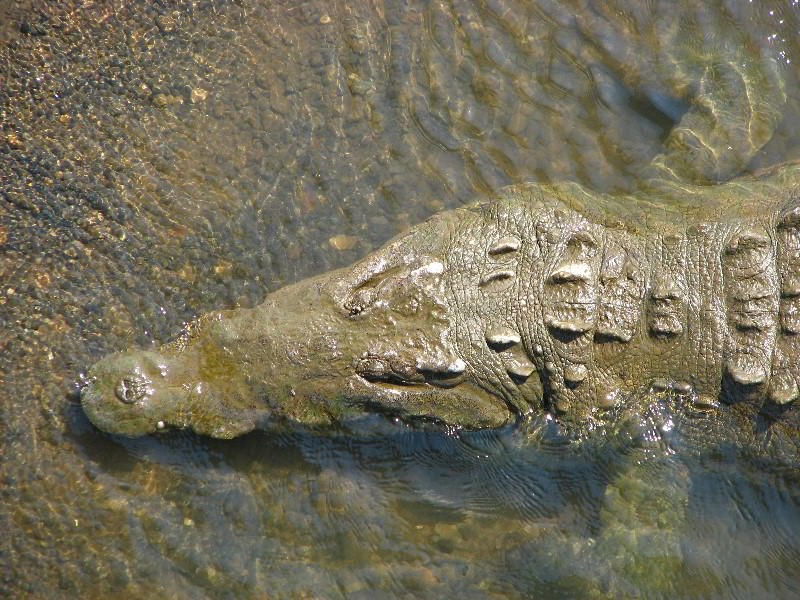 Tarcoles-River-Crocodile-Feeding-Costa-Rica-024
