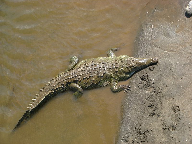 Tarcoles-River-Crocodile-Feeding-Costa-Rica-026