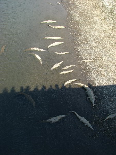 Tarcoles-River-Crocodile-Feeding-Costa-Rica-028