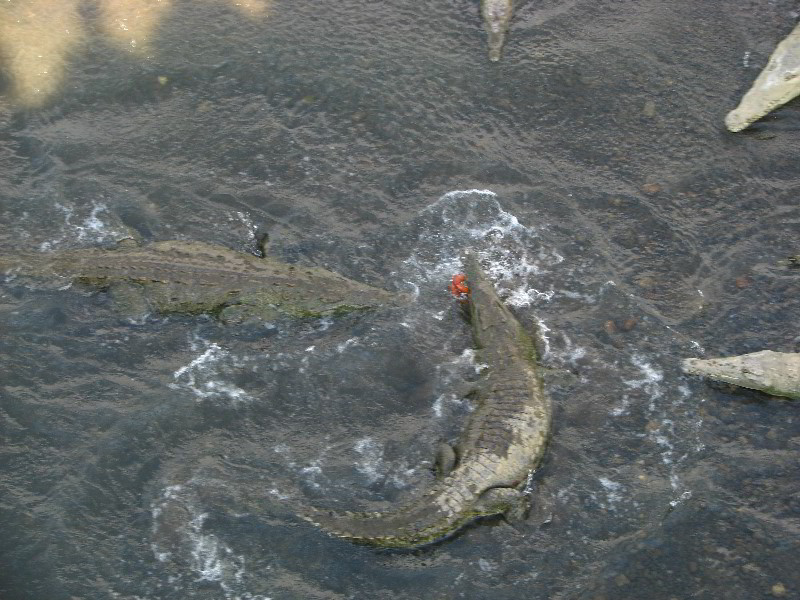 Tarcoles-River-Crocodile-Feeding-Costa-Rica-029
