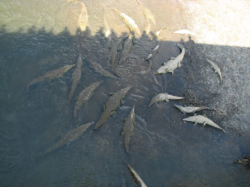 Tarcoles-River-Crocodile-Feeding-Costa-Rica-031