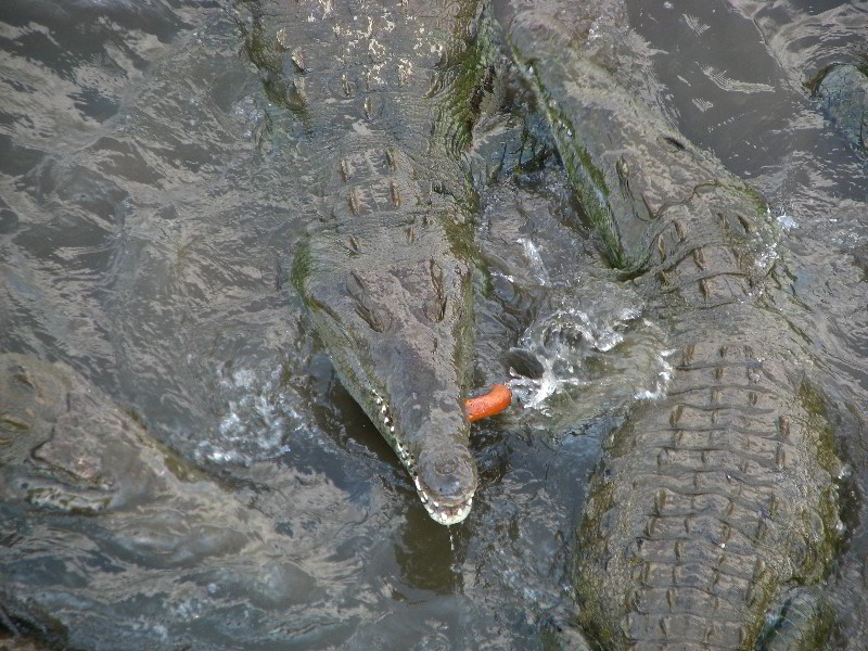 Tarcoles-River-Crocodile-Feeding-Costa-Rica-032