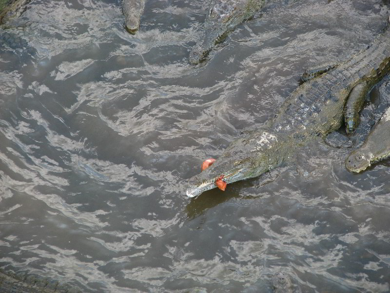 Tarcoles-River-Crocodile-Feeding-Costa-Rica-034