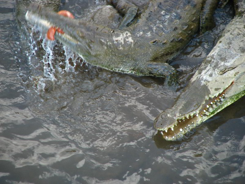 Tarcoles-River-Crocodile-Feeding-Costa-Rica-036