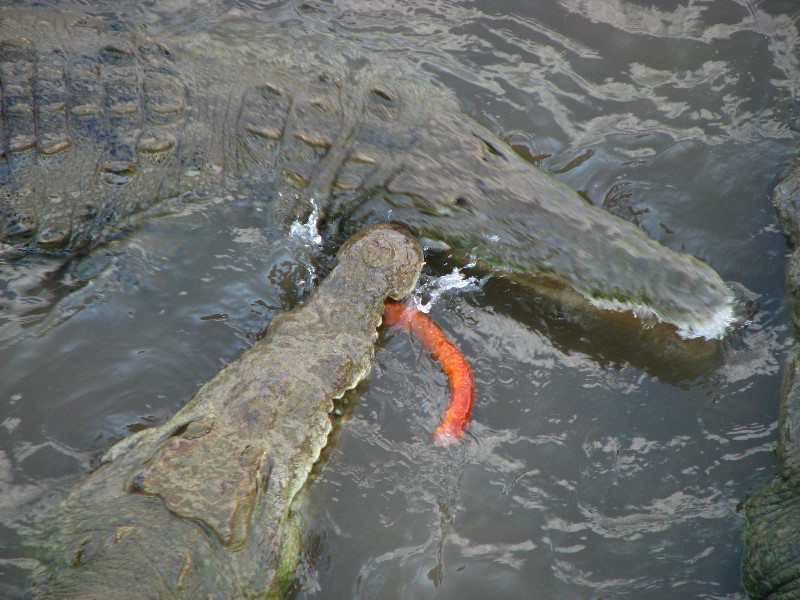 Tarcoles-River-Crocodile-Feeding-Costa-Rica-037