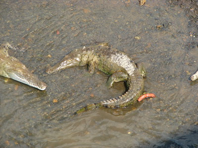 Tarcoles-River-Crocodile-Feeding-Costa-Rica-039
