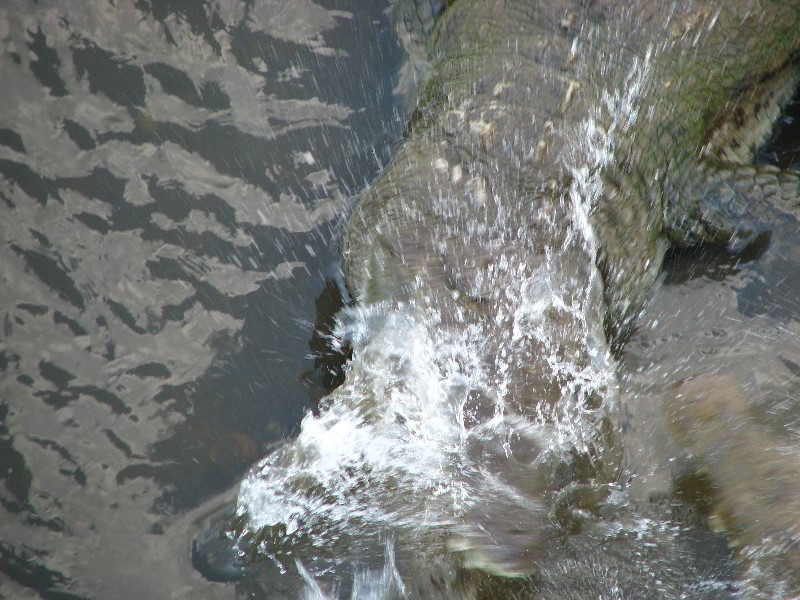 Tarcoles-River-Crocodile-Feeding-Costa-Rica-043