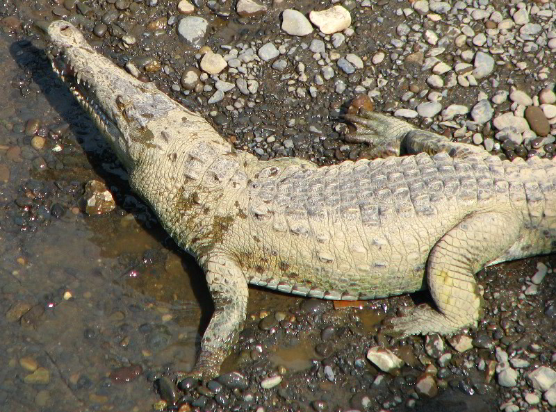 Tarcoles-River-Crocodile-Feeding-Costa-Rica-047